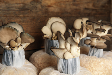 Oyster mushrooms growing in sawdust on wooden background. Cultivation of fungi