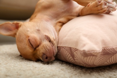 Chihuahua dog sleeping on pillow at home, closeup. Adorable pet