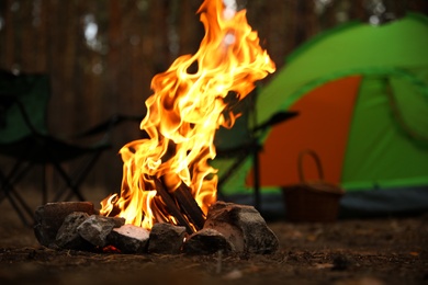 Beautiful bonfire with burning firewood near camping tent in forest
