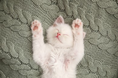 Cute white kitten sleeping on knitted plaid, top view. Baby animal