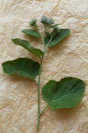 Fresh green burdock leaves and flowers on parchment, top view