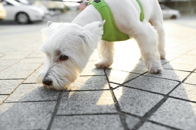 Adorable West Highland White Terrier dog on sidewalk outdoors