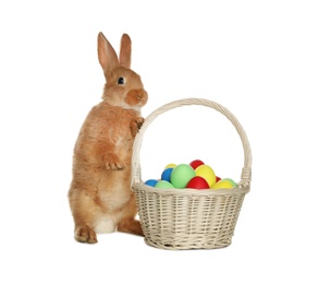 Adorable furry Easter bunny near wicker basket with dyed eggs on white background