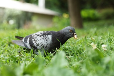 Beautiful grey dove eating bread crumb on green grass outdoors