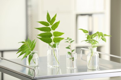Photo of Laboratory glassware with plants on metal table