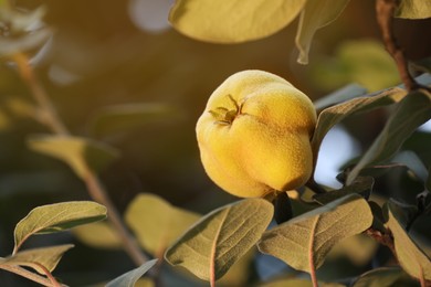 Quince tree branch with fruit outdoors, closeup