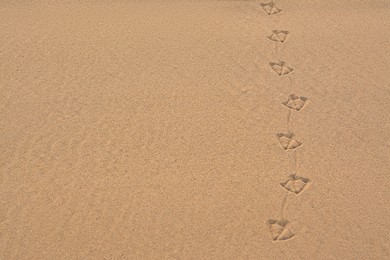 Bird tracks on beach sand. Space for text