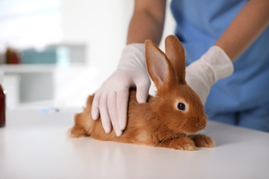 Professional veterinarian examining bunny in clinic, closeup