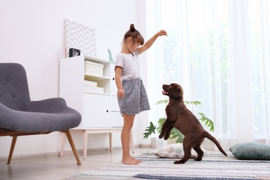 Adorable chocolate labrador retriever and little girl at home