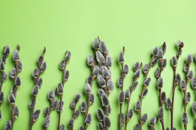 Beautiful blooming pussy willow branches on green background, flat lay