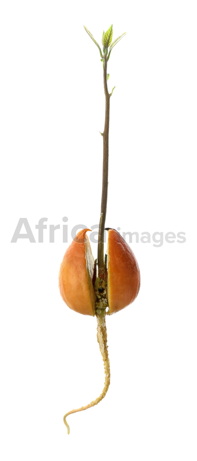 Avocado seed with sprout and root on white background