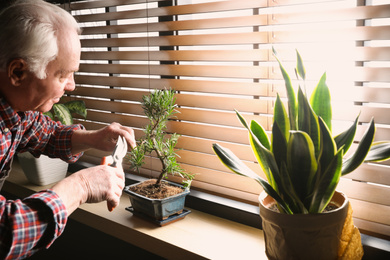 Senior man taking care of Japanese bonsai plant near window indoors. Creating zen atmosphere at home