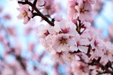 Delicate spring pink cherry blossoms on tree outdoors, closeup