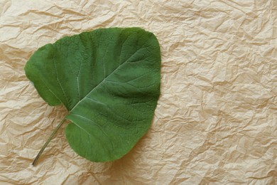 Fresh green burdock leaf on parchment, top view. Space for text