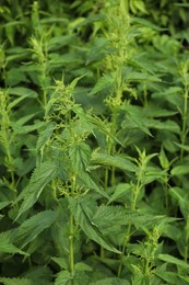 Photo of Beautiful green stinging nettle plants growing outdoors