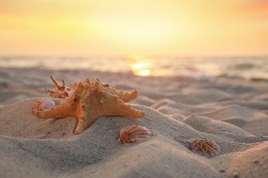 Beautiful sea star and shells on sunlit sand at sunset, space for text