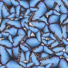 Image of Many bright morpho butterflies as background. Beautiful insect