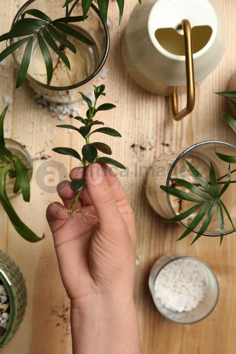 Photo of Woman holding house plant above wooden table, top view