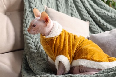 Photo of Cute Sphynx cat in warm sweater on sofa at home. Lovely pet