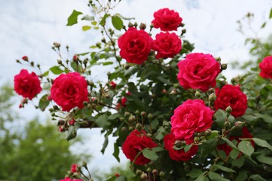 Photo of Beautiful blooming rose bush with pink flowers outdoors