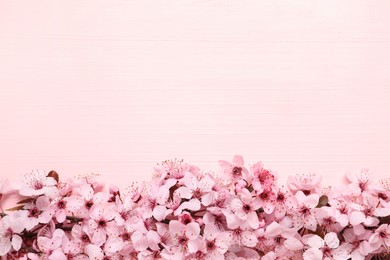 Beautiful spring tree blossoms as border on pink wooden table, flat lay. Space for text