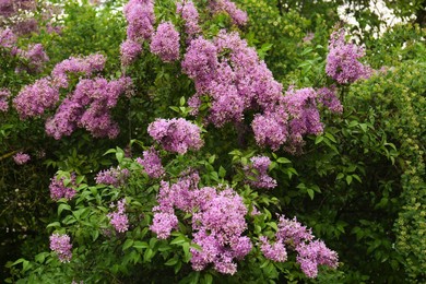 Beautiful blossoming pink lilac growing in garden
