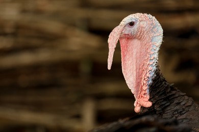 Photo of Beautiful wild turkey in zoo, space for text