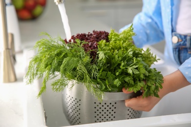 Woman washing fresh lettuce, dill and parsley in kitchen sink, closeup