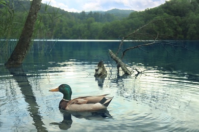 One brown mallard duck swimming in river