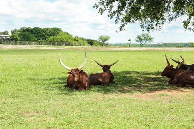 Photo of Beautiful Ankole cows on green lawn in safari park