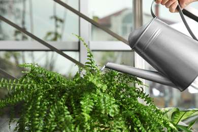 Woman watering fern on stairs, closeup. Home plant