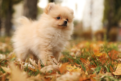 Cute fluffy dog in park on autumn day