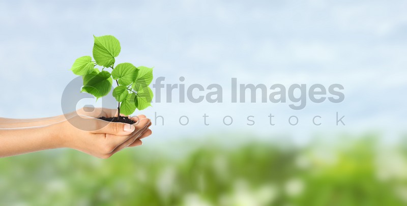 Woman holding small tree in soil on sunny day, banner design with space for text. Ecology protection