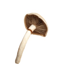 Fresh wild pioppini mushroom isolated on white
