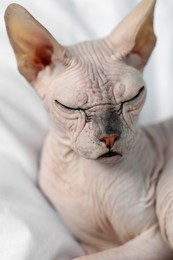 Adorable Sphynx cat on bed at home, closeup. Lovely pet