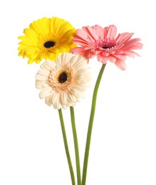 Beautiful colorful gerbera flowers on white background