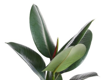 Ficus elastica plant with fresh green leaves on white background