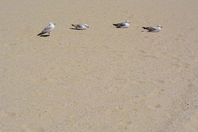 Sandy beach with seagulls on sunny day