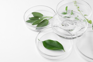 Photo of Petri dishes with different plants and cosmetic product on white background, closeup