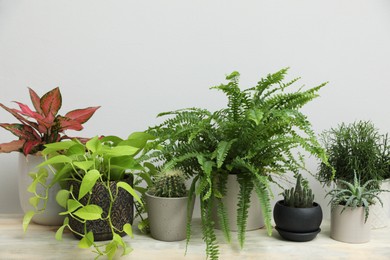 Many different houseplants on wooden table near white wall