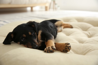 Cute little puppy lying on soft pillow indoors