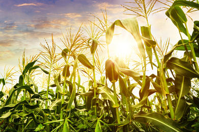 Corn field under beautiful sky with sun 
