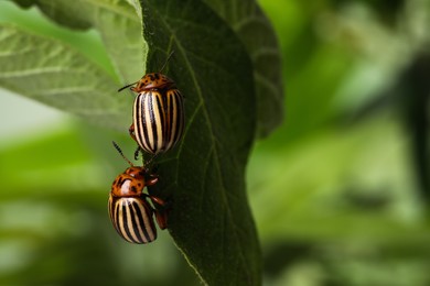 Colorado potato beetles on green leaf against blurred background, closeup