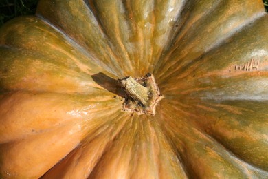 Photo of Ripe pumpkin as background, closeup. Autumn harvest
