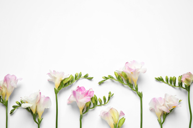 Photo of Beautiful blooming pink freesias on white background, flat lay. Space for text