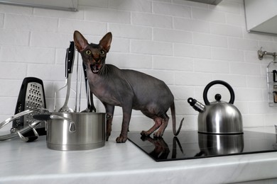 Sphynx cat on kitchen countertop at home