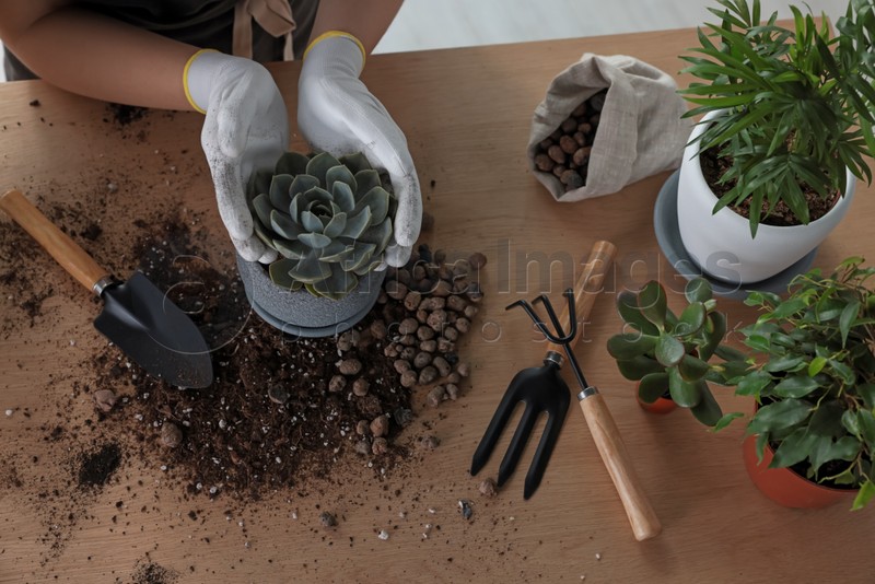 Woman planting succulent at wooden table, above view. Houseplant care