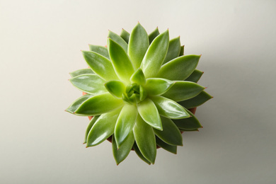 Beautiful echeveria on white background, top view. Succulent plant
