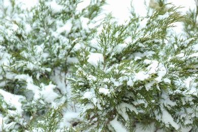 Photo of Thuja branches covered with fresh snow outdoors