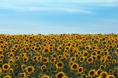 Beautiful view of field with yellow sunflowers